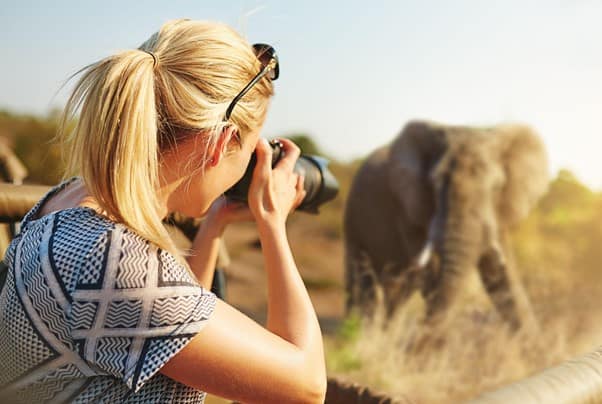 Female wildlife photographer taking picture of elephant