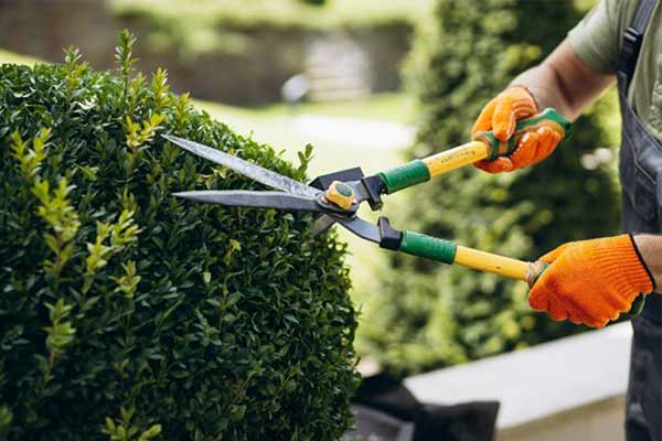 A gardener using a pair of shears to trim a hedge.