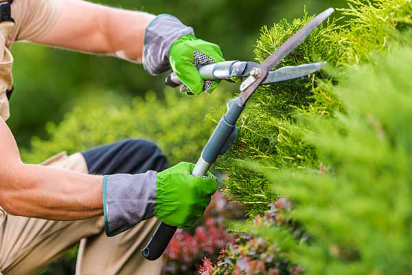 A gardener trimming a plant.