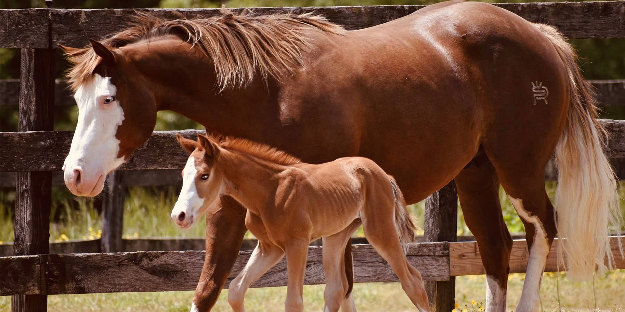 Horse Mortality Insurance Markel