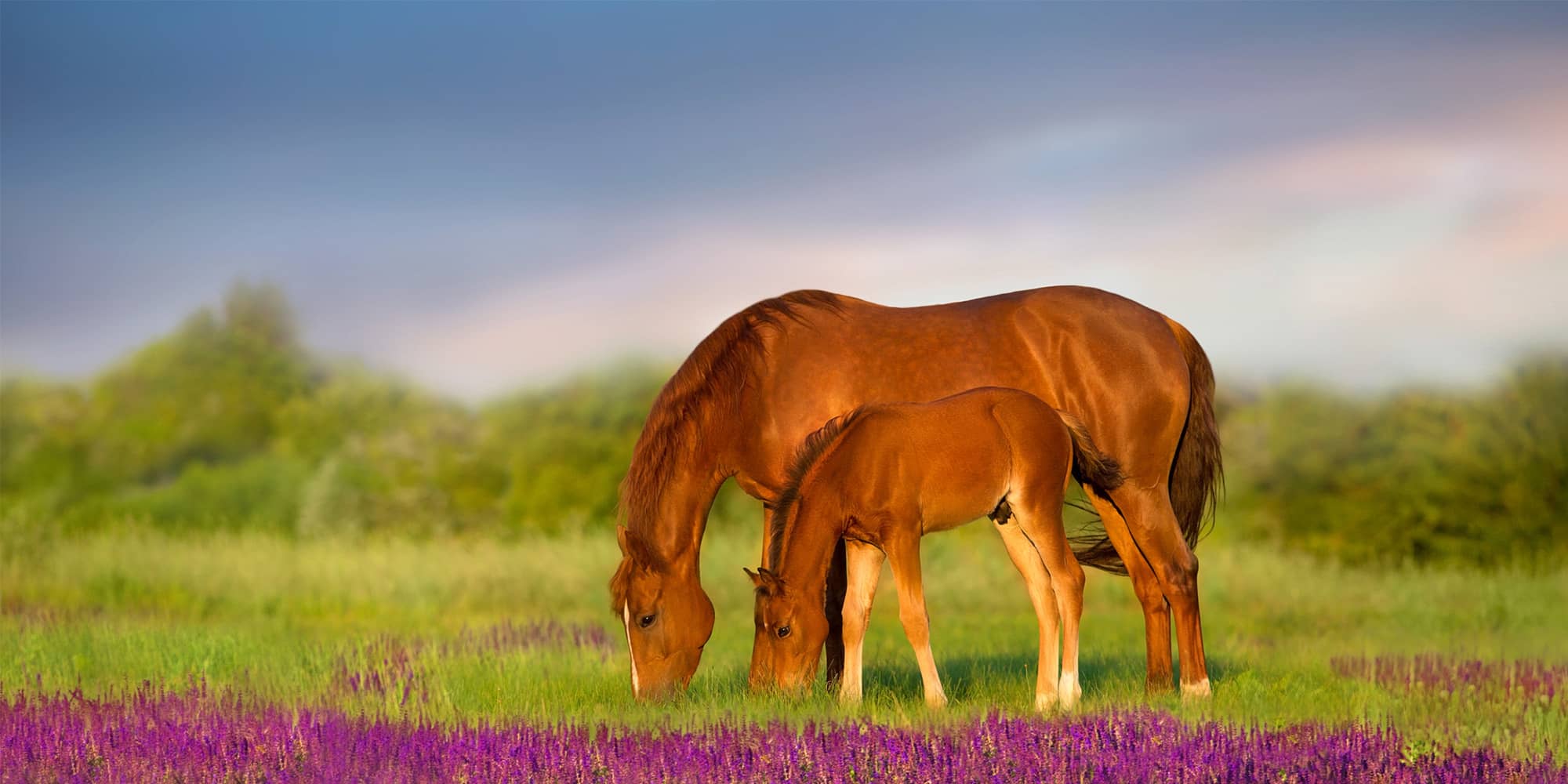 Horse Mortality Insurance Markel