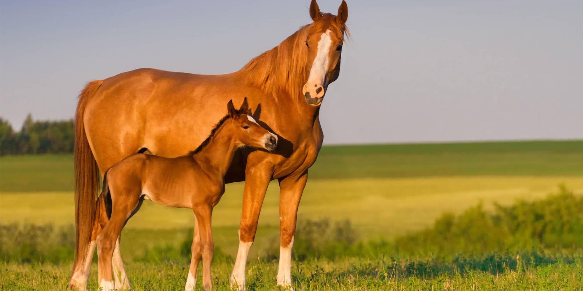 Horse Farm and Ranch Insurance Markel