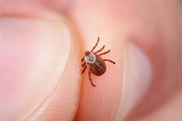 Tick insect