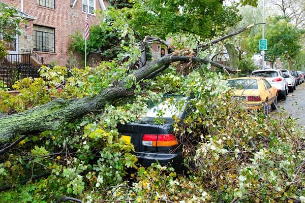 Car destroyed by a fallen tree blown over by heavy winds