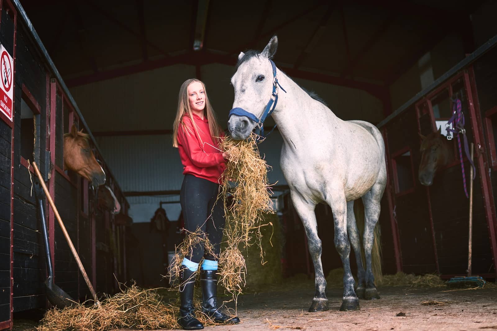 horse