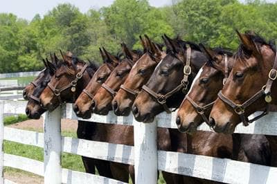 Homeowner vs commercial equine